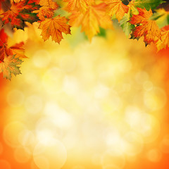 Naklejka na ściany i meble Natural beauty. Autumnal abstract backgrounds for your design