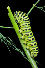 Сaterpillar of swallowtail 1