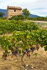 Provence : Cabanon dans un champ de vigne