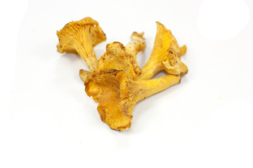 Fototapeta premium girolles