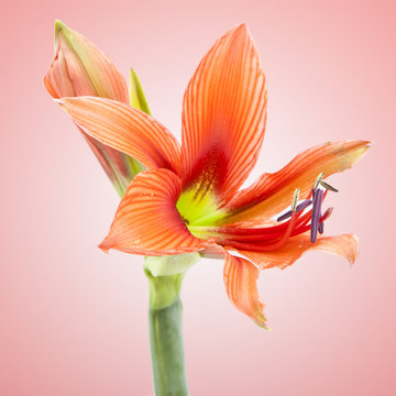 Beautiful Orange Exotic Lilium Flower
