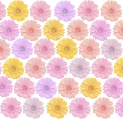 Fototapeta na wymiar kolorowe piękne tło z kwiatów gerbera