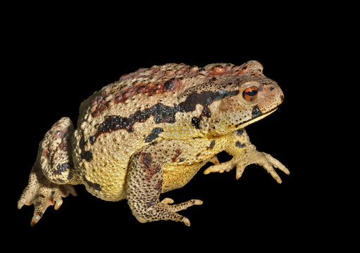 Toad (Bufo gargarizans) 31