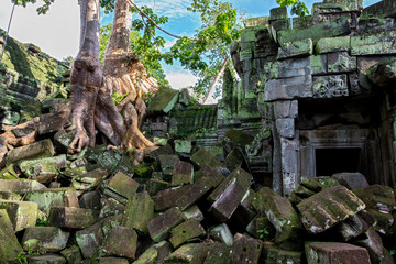 tree in Angkor Wat