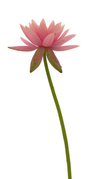 Fleur de n&eacute;nuphar d&eacute;tour&eacute;e