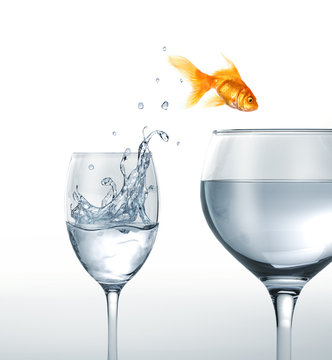 Gold fish jumping from a glass of water, to a larger one.