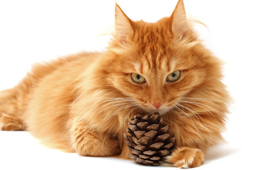 ginger cat with a fir-cone shot