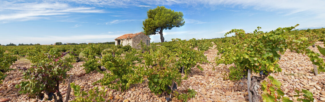 Cabanon Dans Un Champ De Vigne