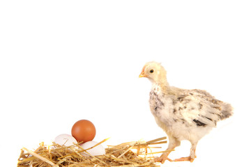 Kücken, Ei, Huhn