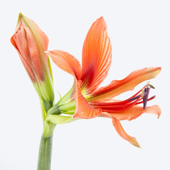 beautiful orange exotic lilium flower