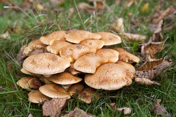 mushrooms in the forest