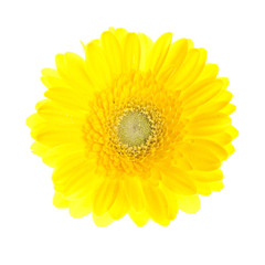 beautiful yellow gerbera flower