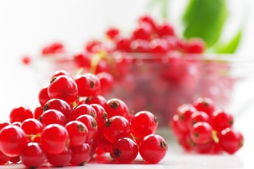 Rote Johannisbeeren Ribes rubrum