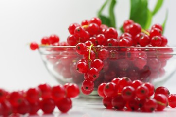 Ribes rubrum