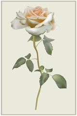 Greeting card with rose. Illustration  roses.