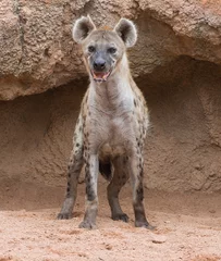  Gevlekte hyena © Krakenimages.com