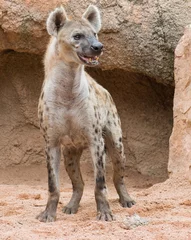  Spotted Hyena © Krakenimages.com