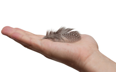 Obraz premium feather in hand