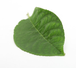 Obraz premium Green small leaf on the white background