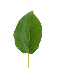 Obraz premium leaf of dried apricots on a white background