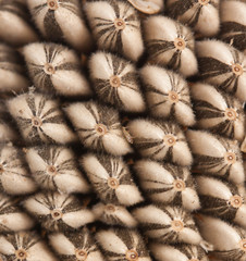 Fototapeta premium Sunflower seed pattern