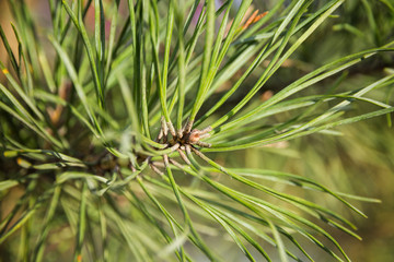 close up shot of fir branch