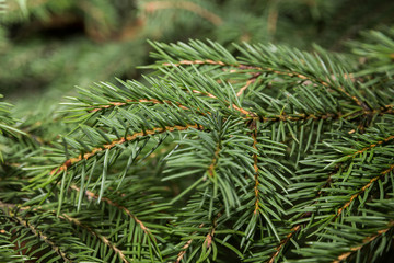 fir branch close up