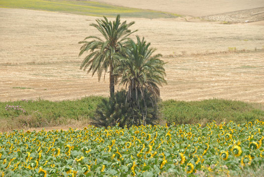 palmiers dans champs de tournesols