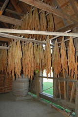 tobacco curing