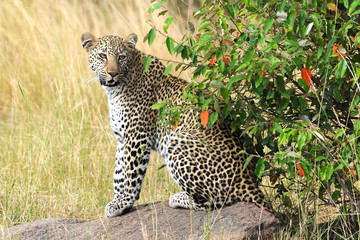 Leopardin in Lauerstllung