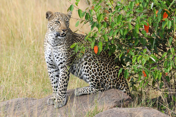 Leopardin in Lauerstllung