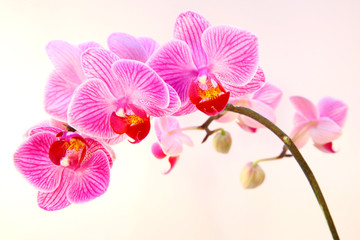 Beautiful pink streaked orchid flower