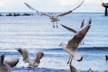 Möwen mit Nahrung beim füttern und fliegen