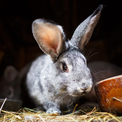 Cute rabbit popping out of a hutch (European Rabbit - Oryctolagu