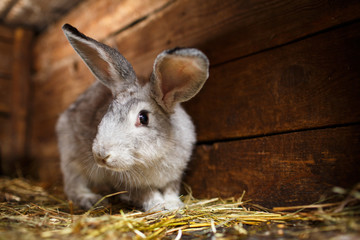 Cute rabbit popping out of a hutch (European Rabbit - Oryctolagu