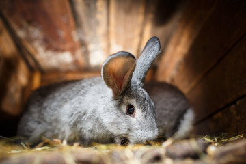 Cute rabbit popping out of a hutch (European Rabbit - Oryctolagu