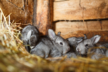 Young rabbits in a hutch (European Rabbit - Oryctolagus cuniculu