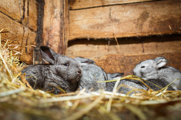 Young rabbits in a hutch (European Rabbit - Oryctolagus cuniculu
