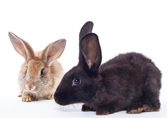 Two rabbits