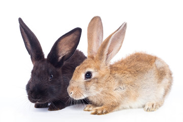 Two rabbit