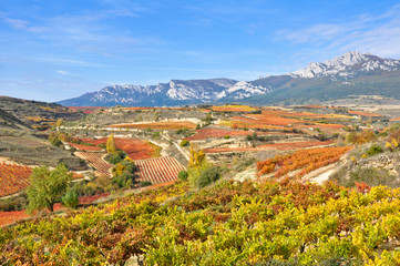 Fototapeta na wymiar Winnic na jesieni, Kraj Basków (Hiszpania)