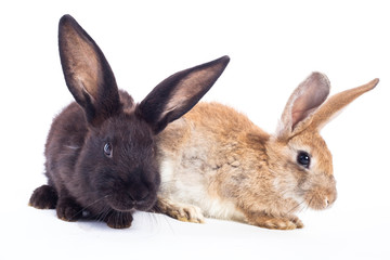 Two rabbits