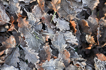 Dew on the oak Leaves on autumn