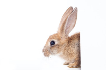 Fototapeta premium Red rabbit ( bunny ) empty white board