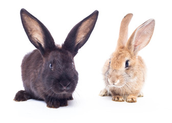 Two rabbits