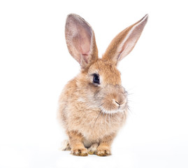 Red rabbit