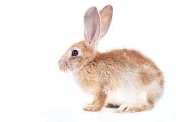 Rabbit