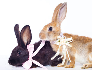 Two rabbit bow