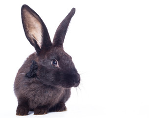 Black rabbit with bow