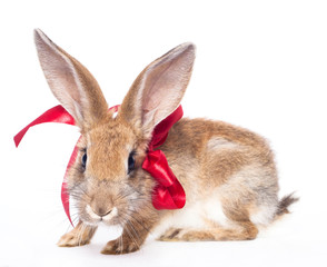 Red rabbit with bow